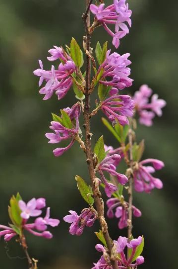 识花芫花