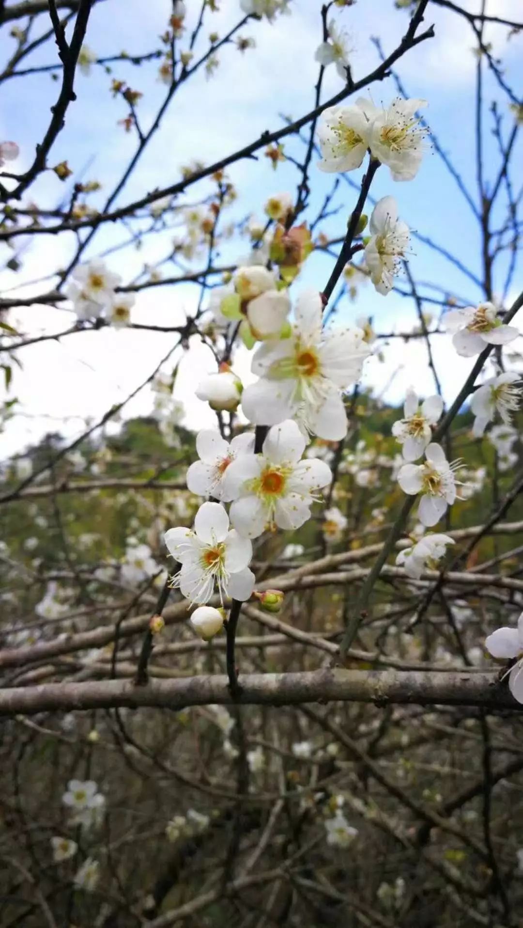 【梅花星赏】 赏梅星溪线 12-16日 |醉人竹林,山野风景,休闲徒步 特价