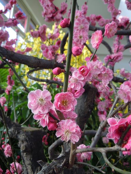 马鞍山梅花苗梅花树梅花基地_江南朱砂梅介绍