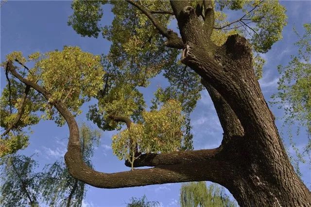 大树移植:促进生根,市面少见的药剂配法