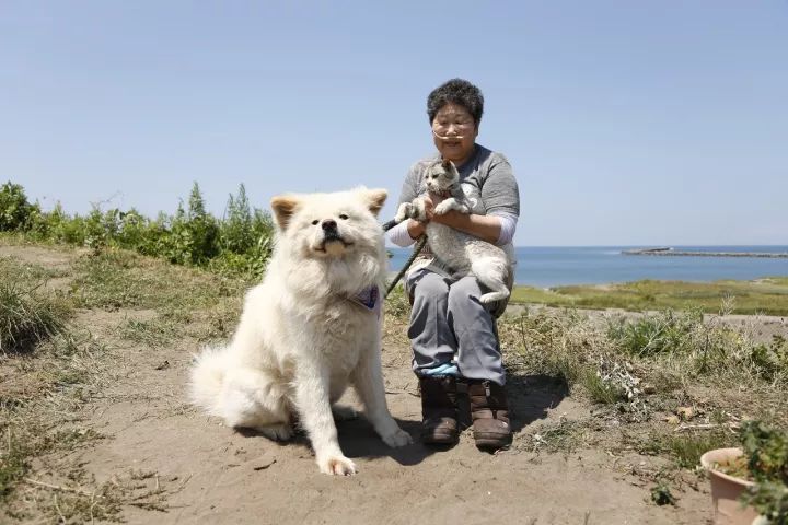 一人一犬相依11年如今这只日本白秋田对空悲嚎奶奶去哪了看的人眼泪