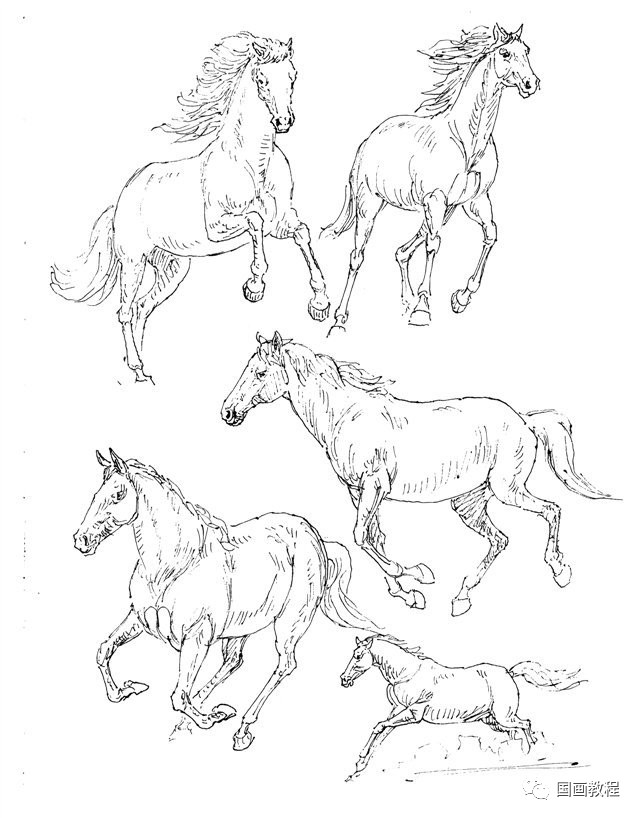 马的画法(从马的结构到画法,步骤清晰~)