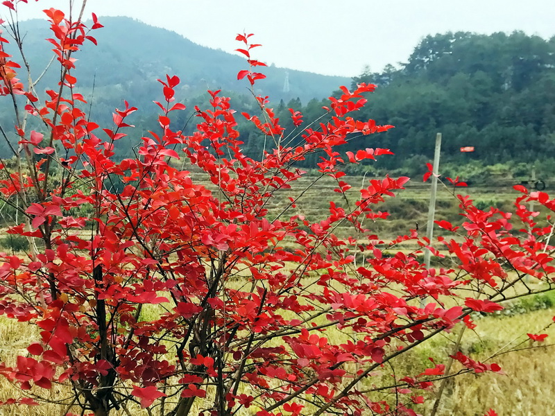 红紫薇构成山里红美景,清远连山这条路成为秋天童话大道