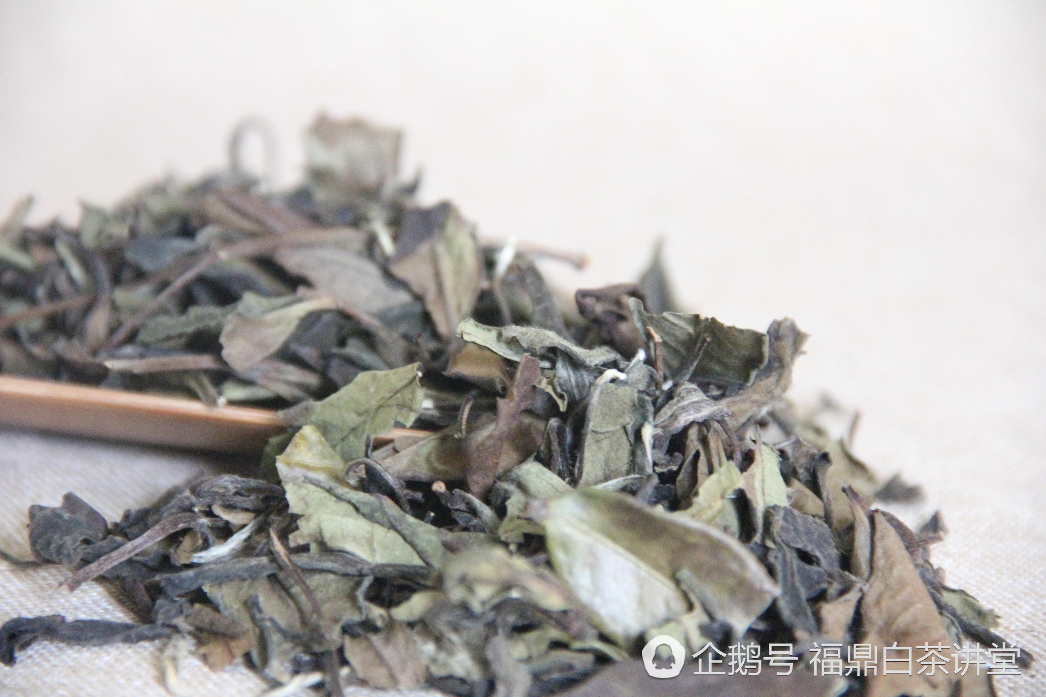 福鼎白茶讲堂:白茶是什么茶?