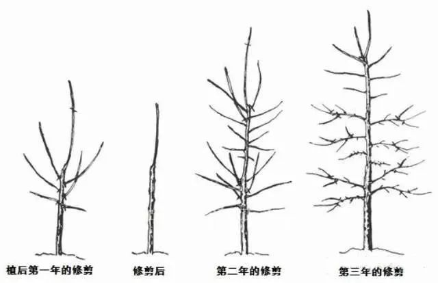 树形特点!果树常用4种树形介绍