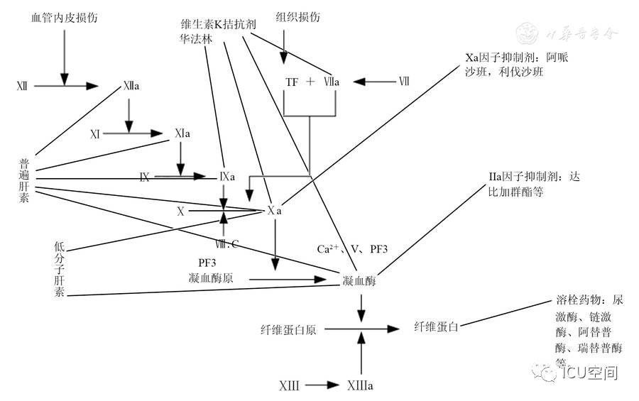 血栓形成机制与抗血栓或凝血药物机制图