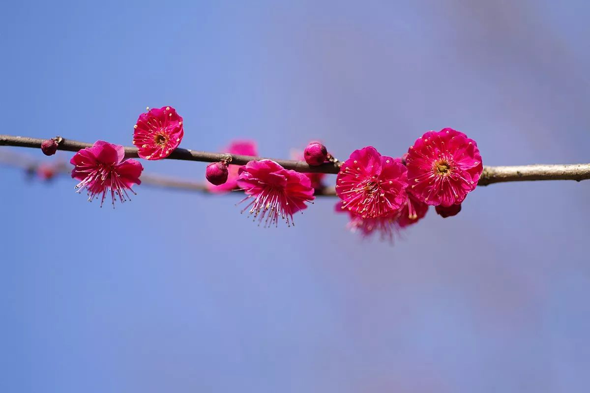 去东湖梅园,看冬天才会开花的腊梅,万物凋敝唯有梅花依然灿烂.