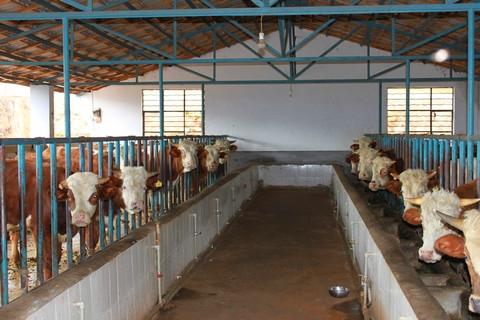 但是许多牛场过分重视牛舍的保温,使牛舍高湿