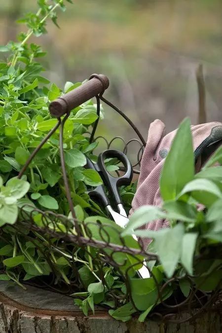 植物标本?压花展?茶包!:一个改变你对茶看法的设计