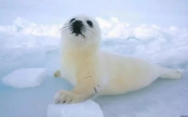 今天给大家留一个问题:"为什么南极的动物有不少是黑色的而北极的动物