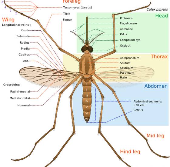 我们先来看一下蚊子是否能吸到脂肪 这张是皮肤表面的解剖结构图 真皮