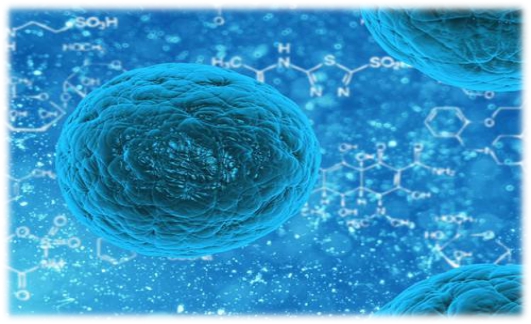 恒世生物壳寡糖如何特立独行甲天下