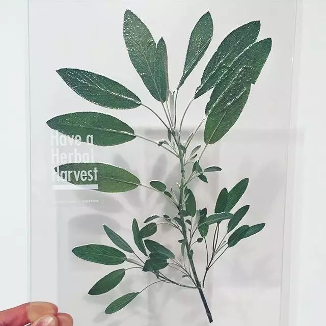 植物标本?压花展?茶包!:一个改变你对茶看法的设计