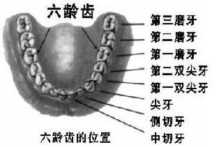 4,6-7岁,第一恒磨牙,也就是大家称之为的6龄齿,需要做窝沟封闭