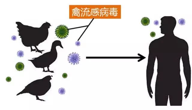 人禽流感疫情再现你该怎么办