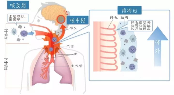 痰的原理是什么_肺癌的血痰是什么颜色(3)