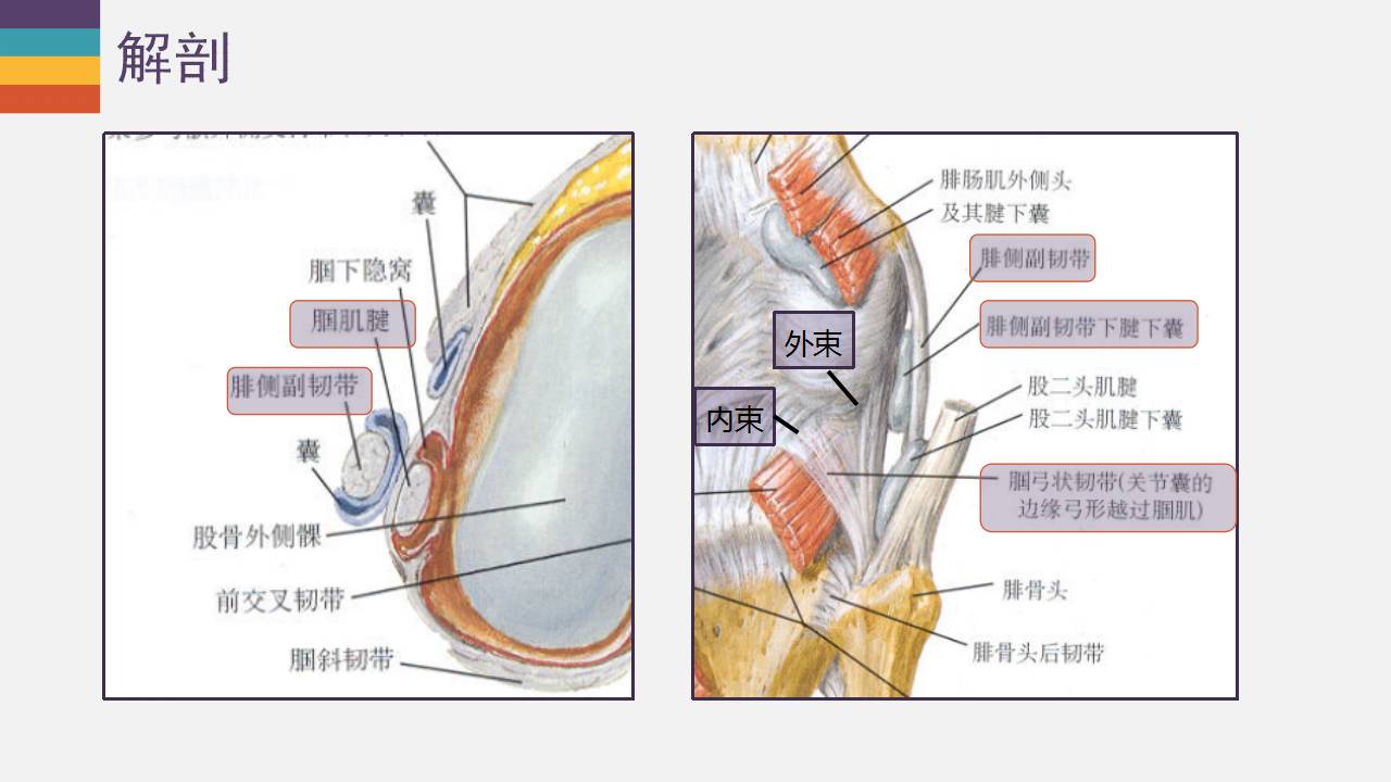 膝关节外侧副韧带及外侧支持带解剖及损伤mr诊断