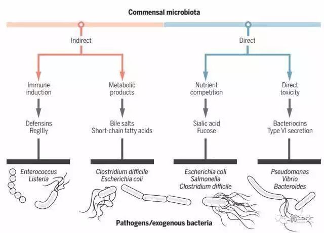 益生菌家族又壮大!共生菌也加入进来啦