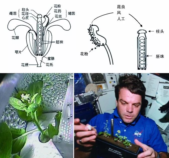 科普| 太空植物的神奇变化(上)