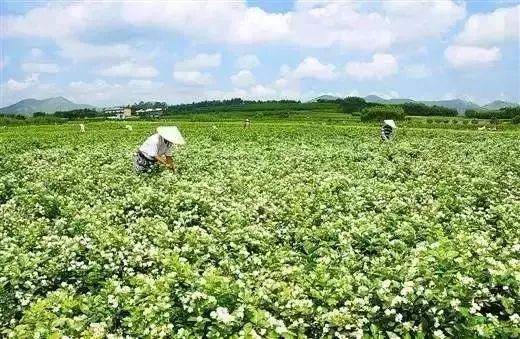 横县六景镇