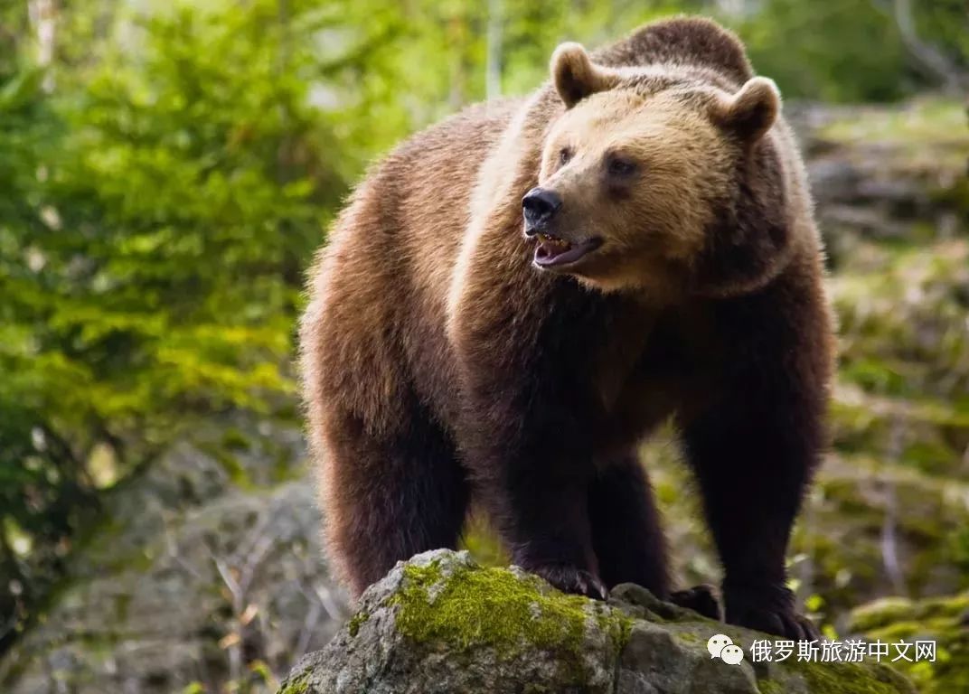 喊出小动物 - 笔遇（上海）信息科技有限公司