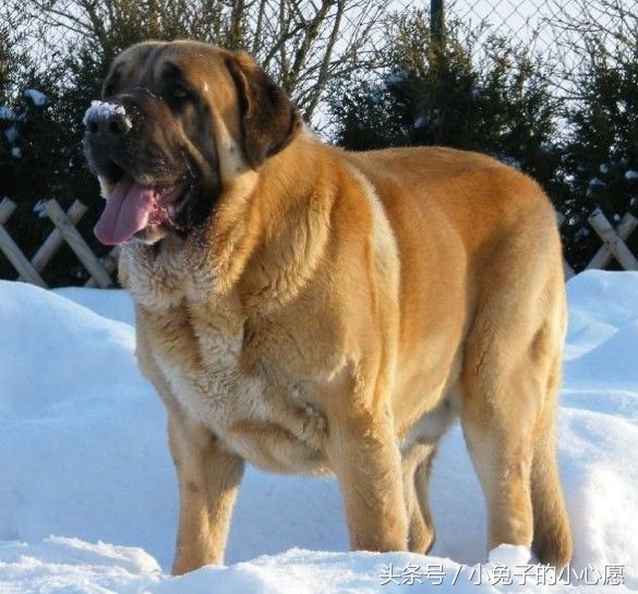 世界体型最大的十种大型犬有些呆萌有些凶猛做好心理准备再养