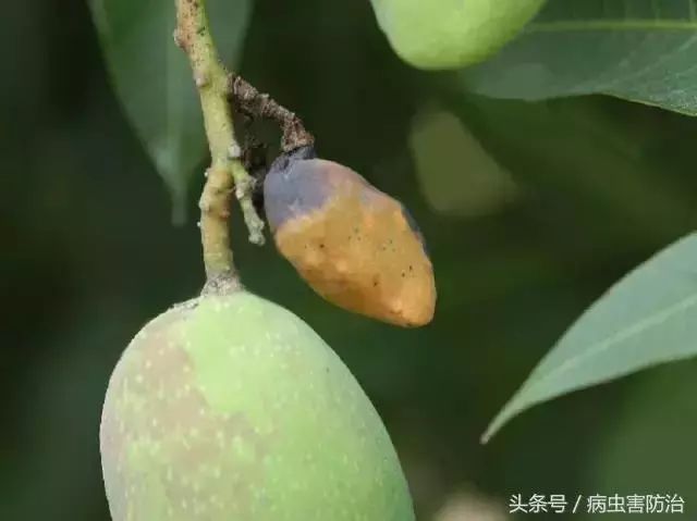 芒果蒂腐病如何防治?花期,果期加强喷药