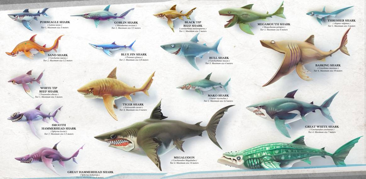 饥饿鲨的吃货世界:只为吃尽一片海