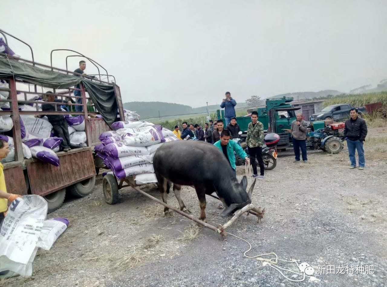 什么肥料这么好,农户套牛车拉回家