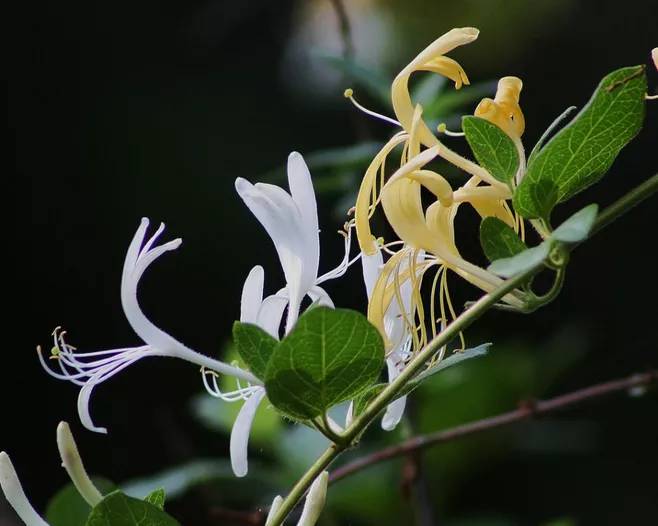 金银花:嗓子疼,养肝明目