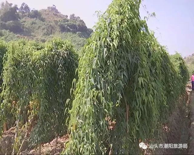 寻味潮阳篇西胪薯中珍品姜薯附姜薯各种美食做法