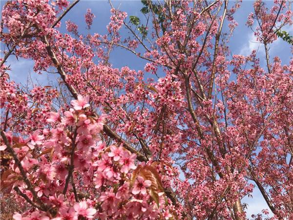 旅游 正文  在冬日的阳光下观冬樱花的娇羞, 攀枝花一年四季温暖如春