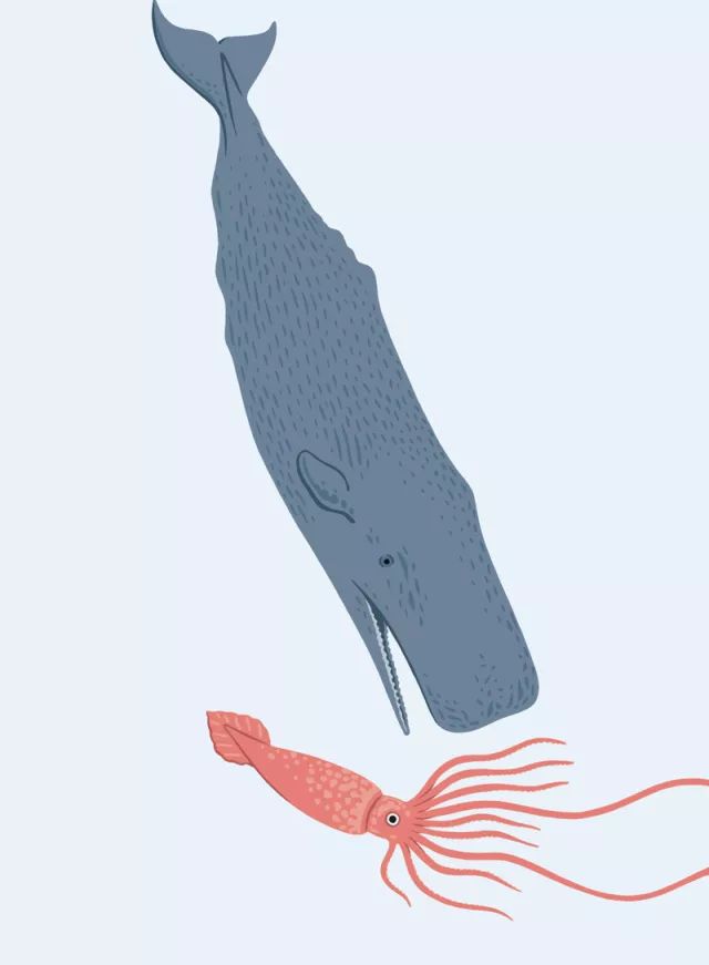 为了捕食大王乌贼,抹香鲸这位"潜水冠军"最深可以下潜到海底3000 米