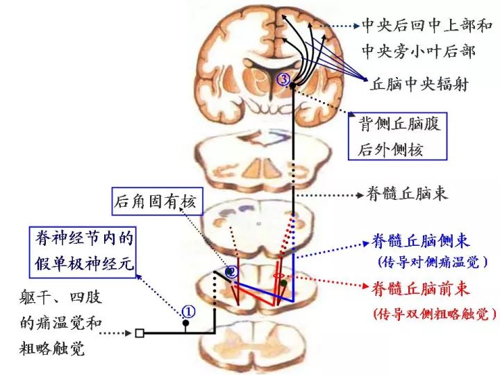 脊髓病变的定位诊断(收藏版)