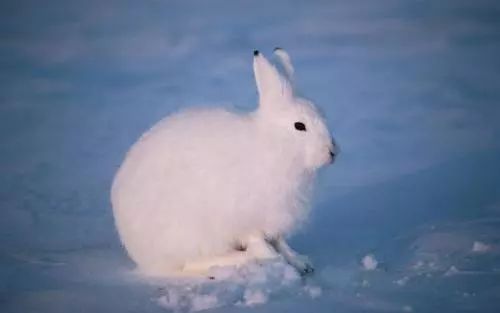 北极兔估计是这个世界上腿最长的兔子吧
