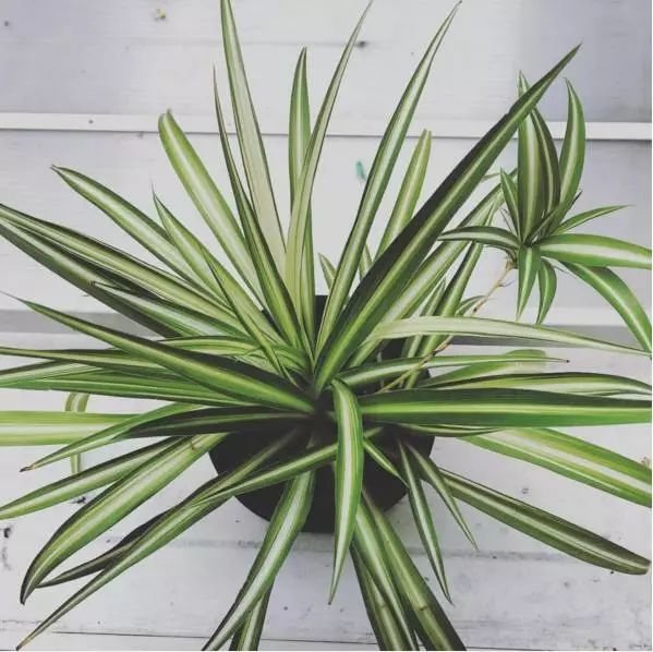 spider plant