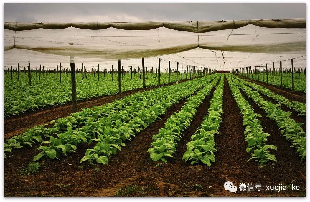 这里面其实有一个雪茄烟叶种植的分类