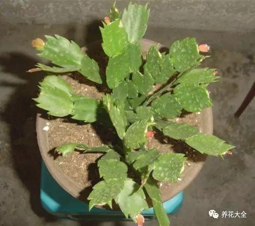 开完花的蟹爪兰(仙人指,掰掉花上面的1-2节叶片,掰的时候,从叶片交接