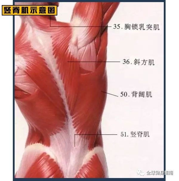 竖脊肌又被叫做骶棘肌 是 脊柱后方的长肌,起骶骨背面 上达枕骨后方