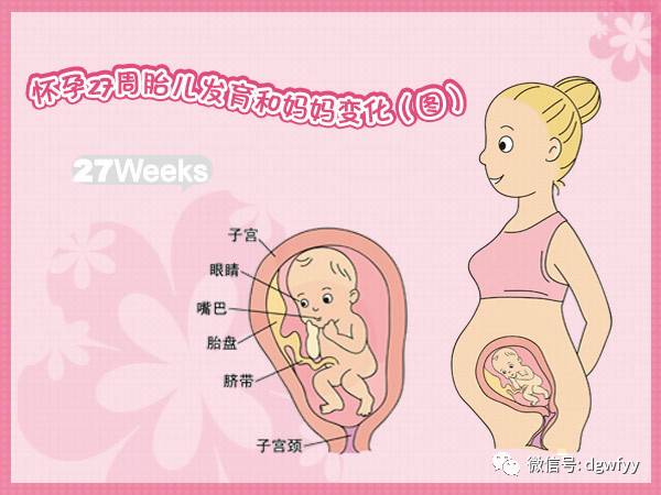 怀孕27周胎儿发育和妈妈变化图