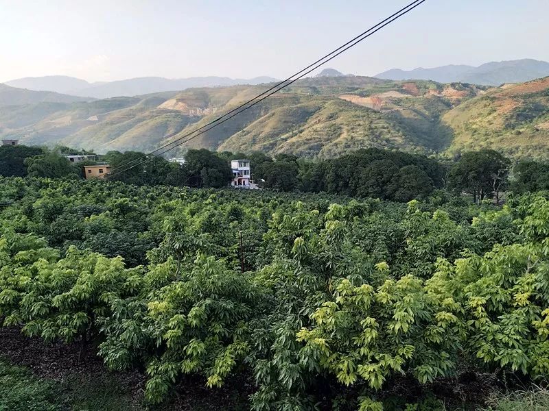 元阳这里种的荔枝,个大饱满,香甜可口,已经供不应求啦