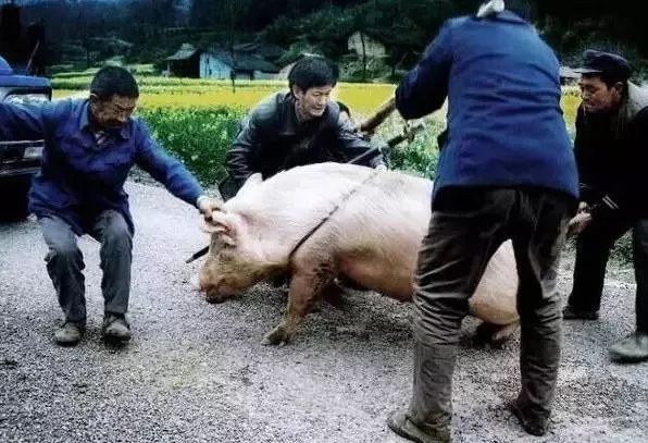 爸妈:对杀猪有用吗?   :? 日语专业