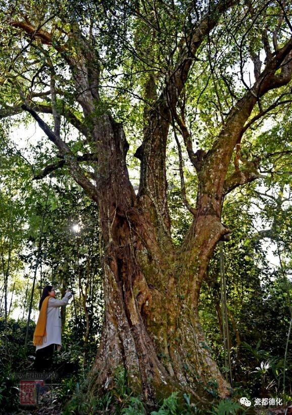 福建椤木石楠王花落德化古春村