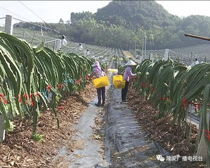 点赞壮观了隆安这个基地火龙果亩产8000斤