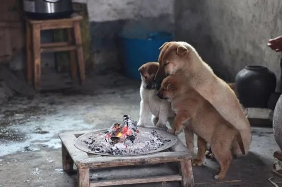 大狗带着两只小狗在烤火,很像餐前祷告.