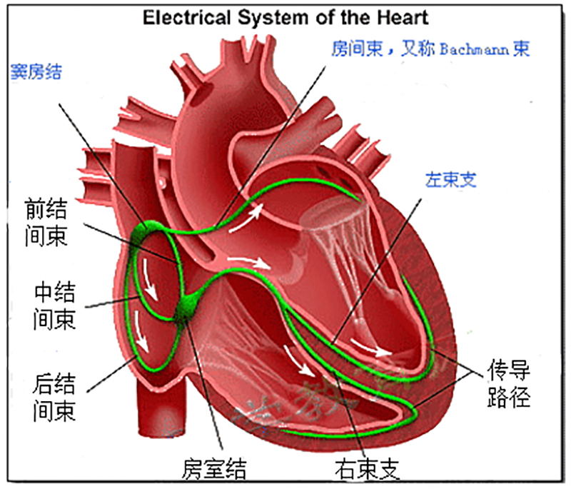 首先,让我们看一下心脏的传导系统.