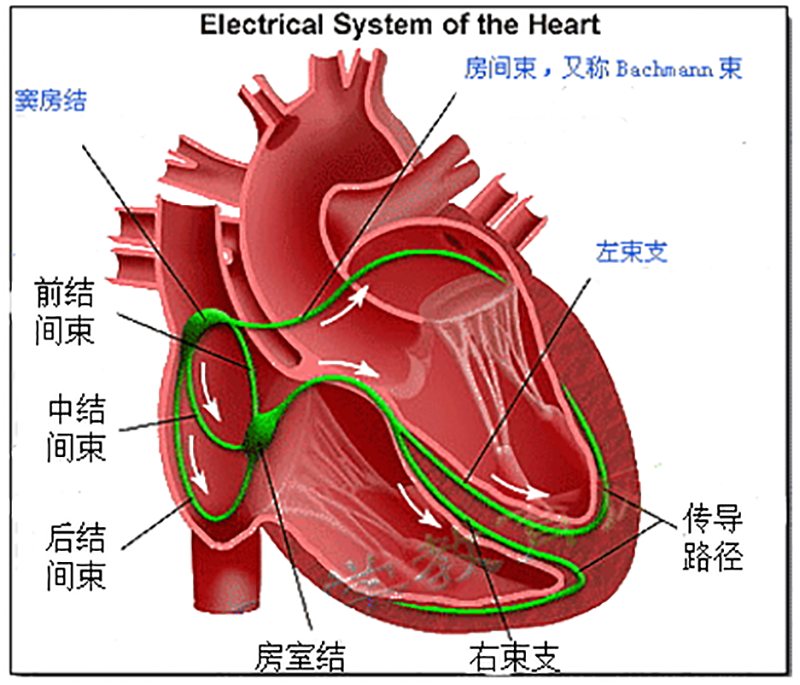 好朋友心电图机家用100法:在家测出窦房阻滞怎么办?