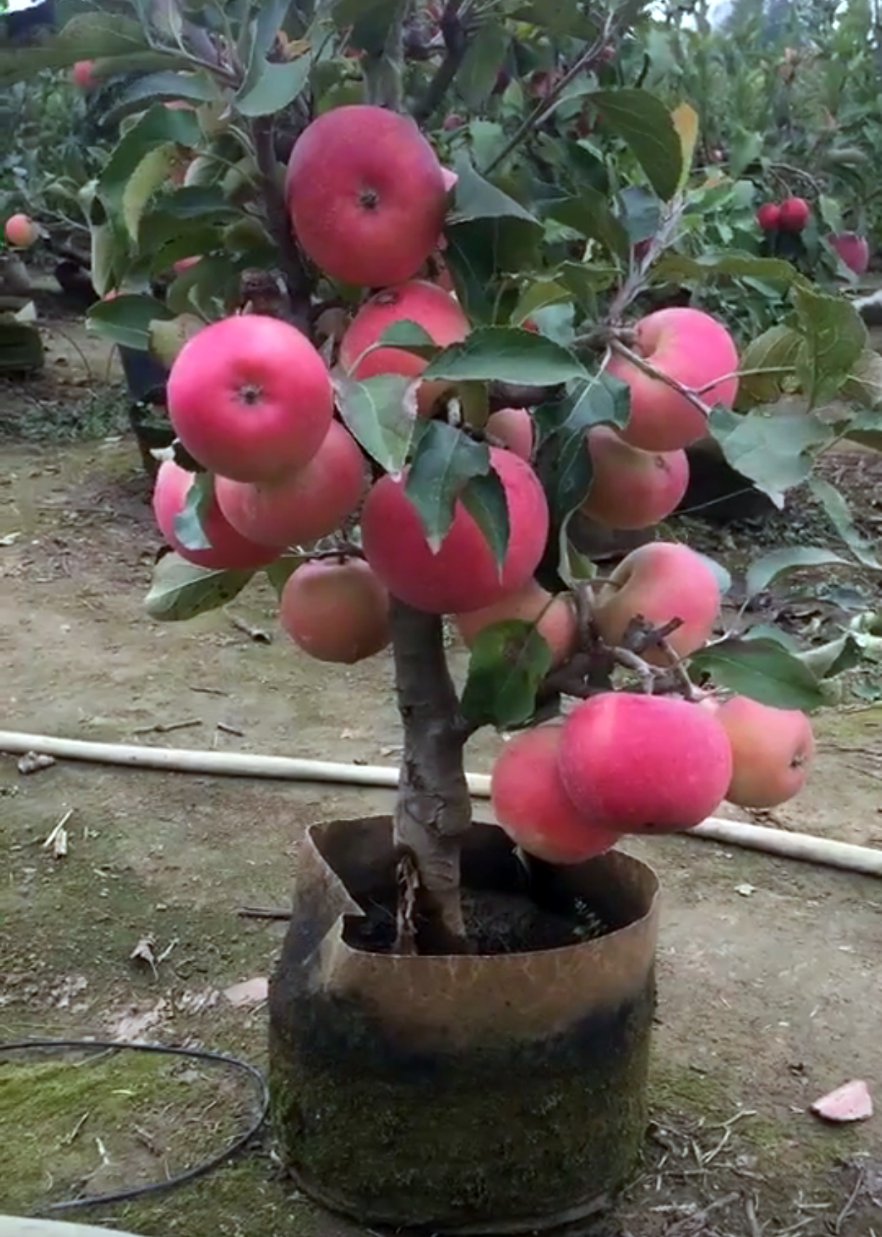 苹果滞销卖不动,苹果盆栽一盆却能卖上好几百,放家里喜庆还能吃