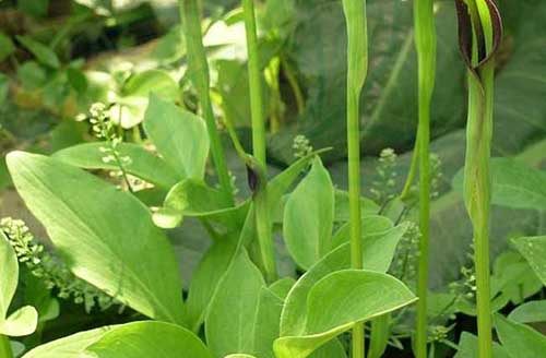 半夏为天南星科植物半夏的块茎,因多在农历5月间采收,此时正值夏季之