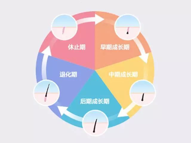 头发的生长会经历成长期(早期,中期,后期)